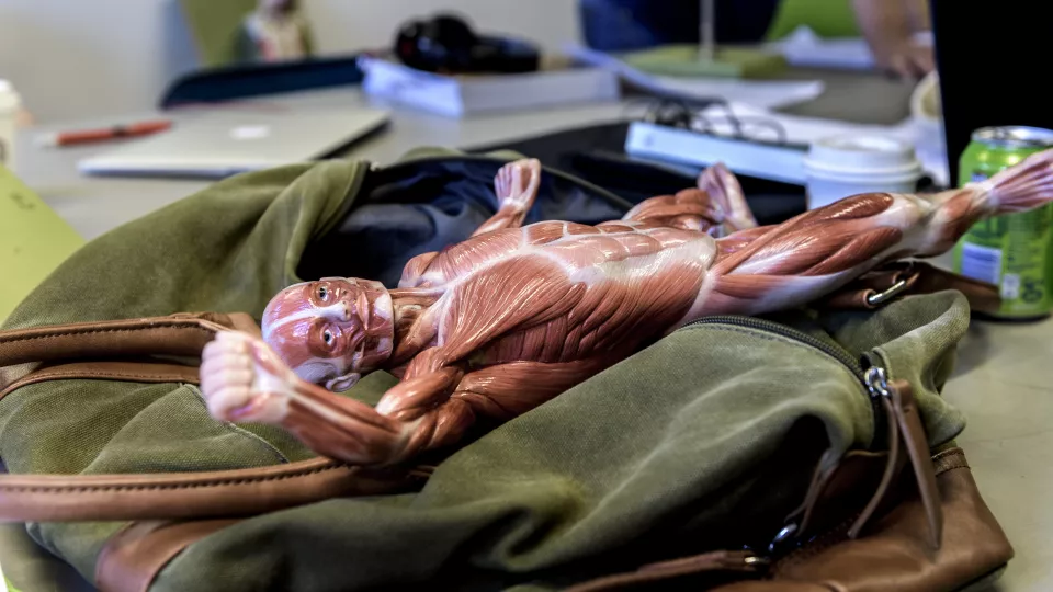En anatomisk modell av människokroppen.
