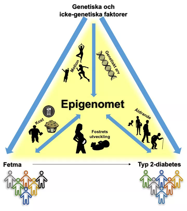 Epigenomet påverkas av en mängd olika faktorer. Illustration: Tina Rönn