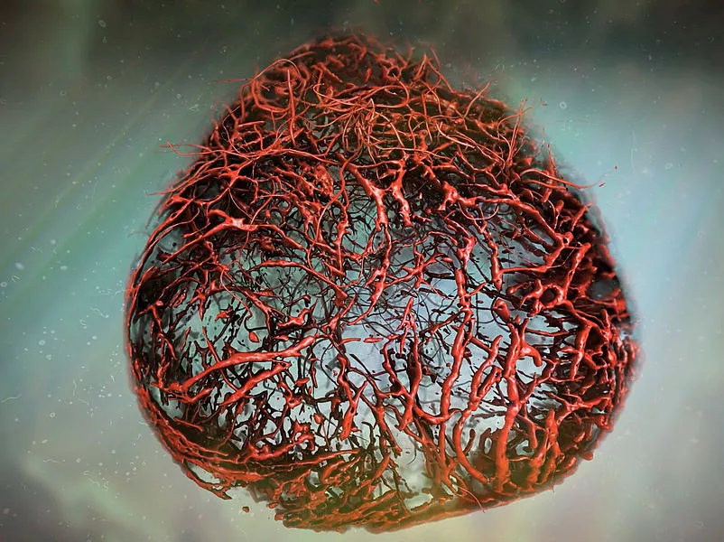 Illustration av en blodkärlsorganoid som ska efterlikna mänskliga kapillärer.