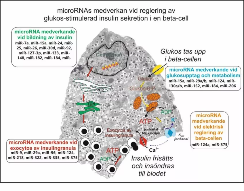 Illustration av hur micro-RNA fungerar