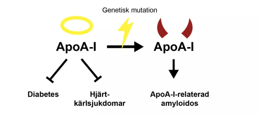 Den goda och den mörka sidan av ApoA-I. ApoA-I har huvudsakligen fördelaktiga funktioner eftersom det förhindrar hjärt-kärlsjukdomar och, som nyligen visats, även har en glukosreglerande funktion med relevans för diabetes. I sällsynta fall leder en geneti